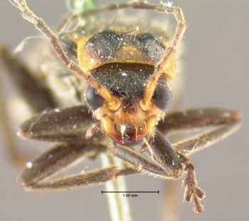 Media type: image;   Entomology 3416 Aspect: head frontal view